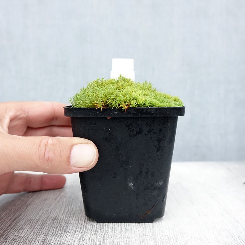 Scleranthus uniflorus 8/9 cm pot sample as delivered in summer