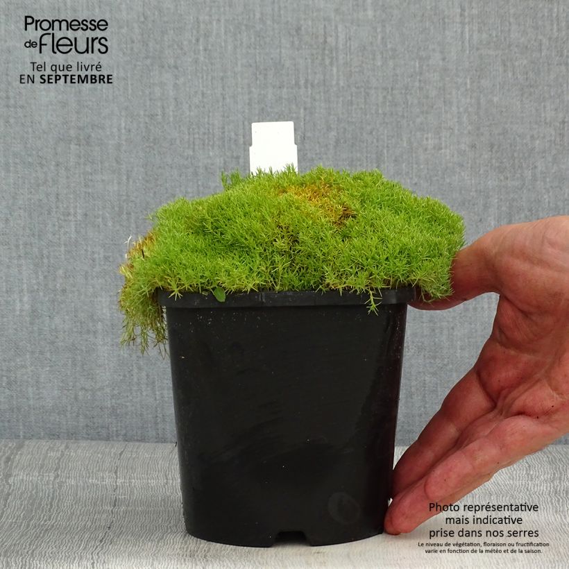 Scleranthus uniflorus 1.5L/2L pot sample as delivered in summer