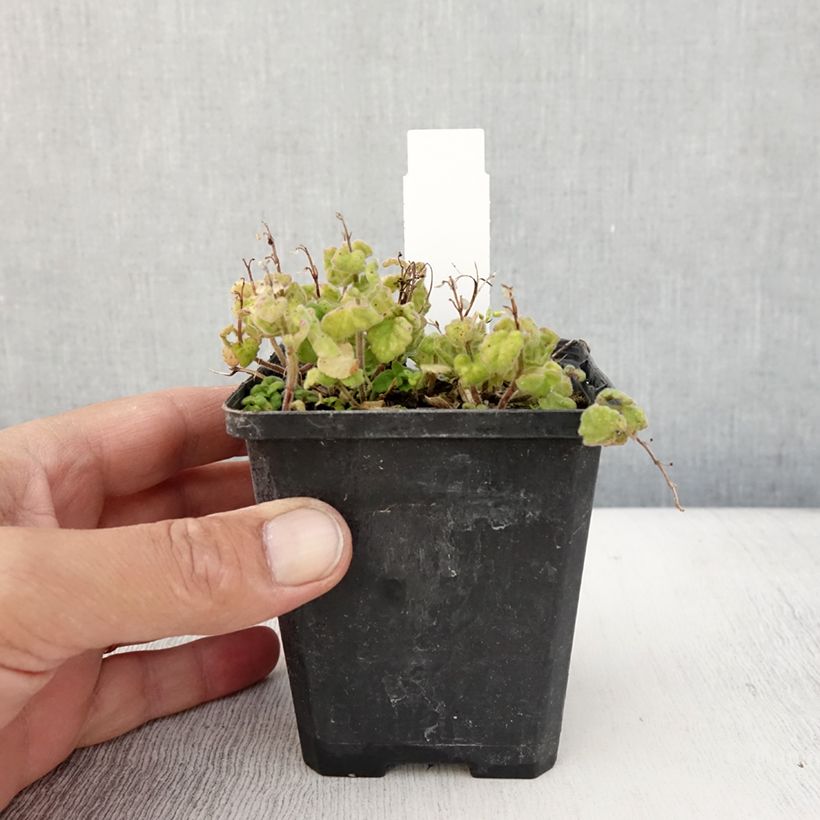 Scutellaria indica var. parviflora - Skullcap 8/9 cm pot sample as delivered in summer