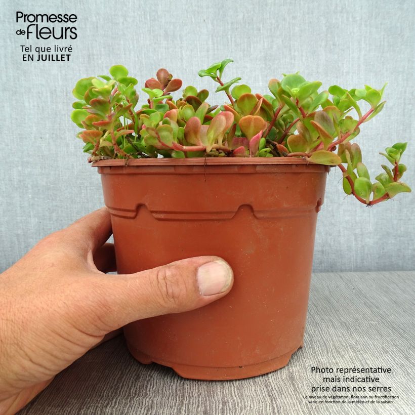 Sedum album Coral Carpet - Stonecrop 2L/3L pot sample as delivered in summer