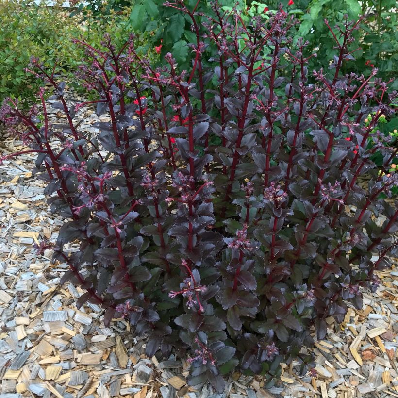 Sedum Black Knight - Autumn Stonecrop (Plant habit)