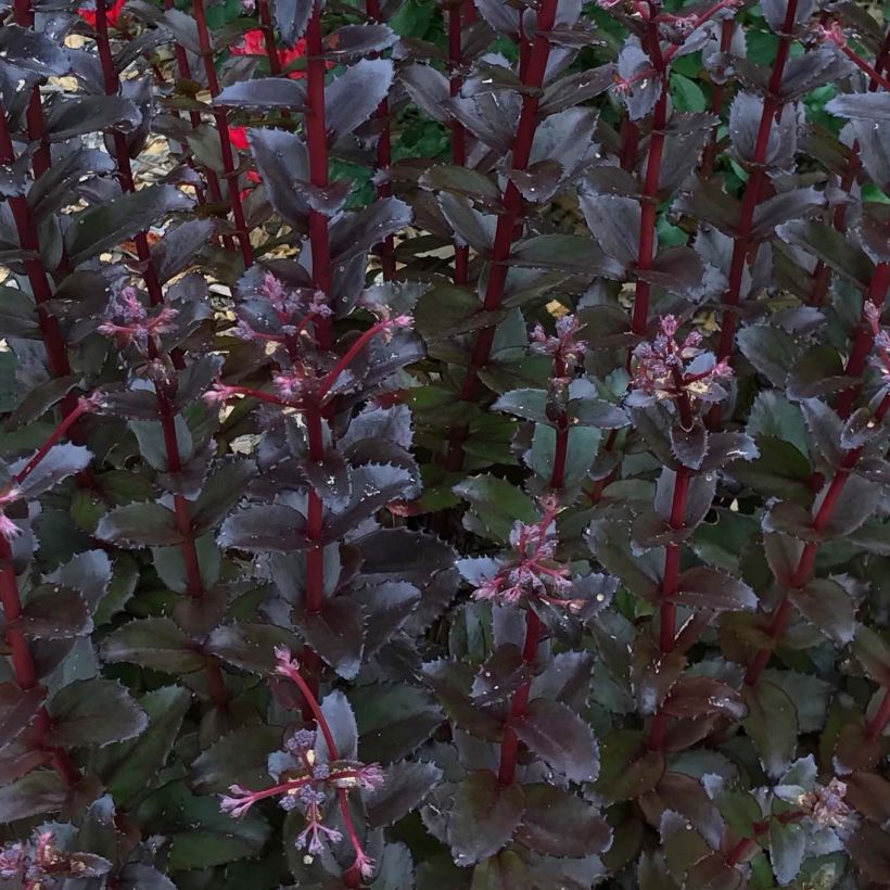 Sedum Black Knight - Autumn Stonecrop (Foliage)