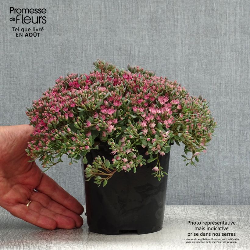 Sedum cauticola Lidakense - Stonecrop 1.5L/2L pot sample as delivered in summer