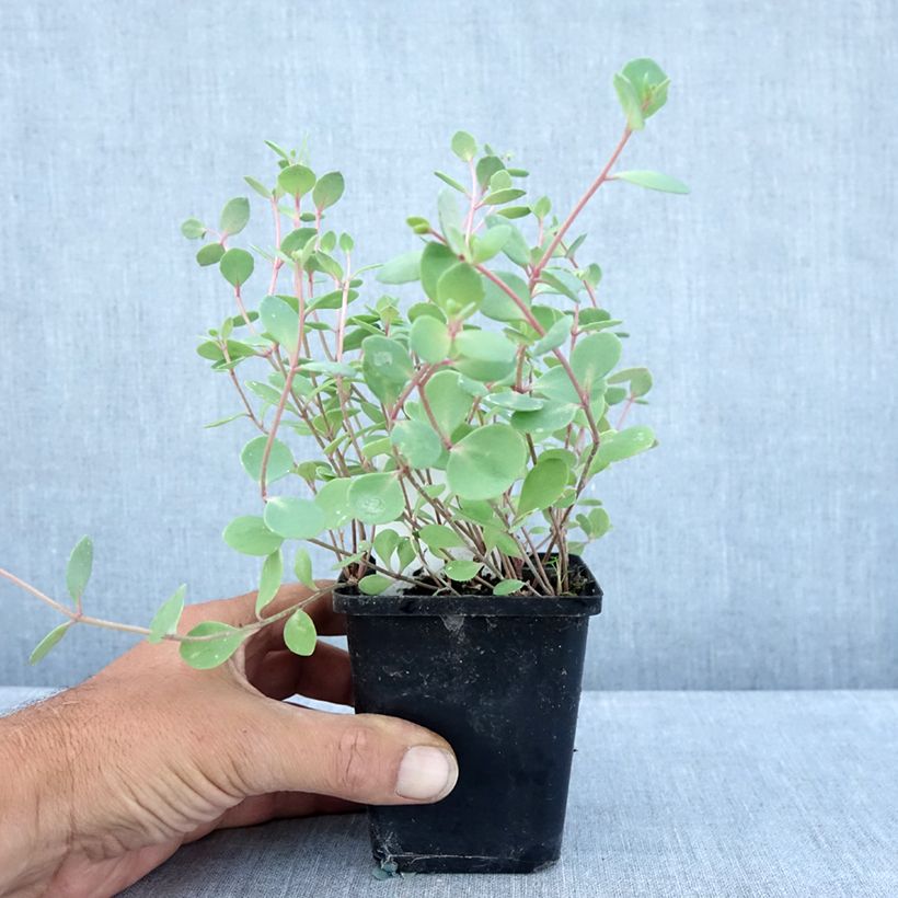 Sedum cauticola Robustum - Stonecrop 8/9 cm pot sample as delivered in summer