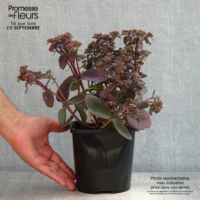 Sedum telephium Chocolate Cherry - Autumn Stonecrop 2L/3L pot sample as delivered in summer