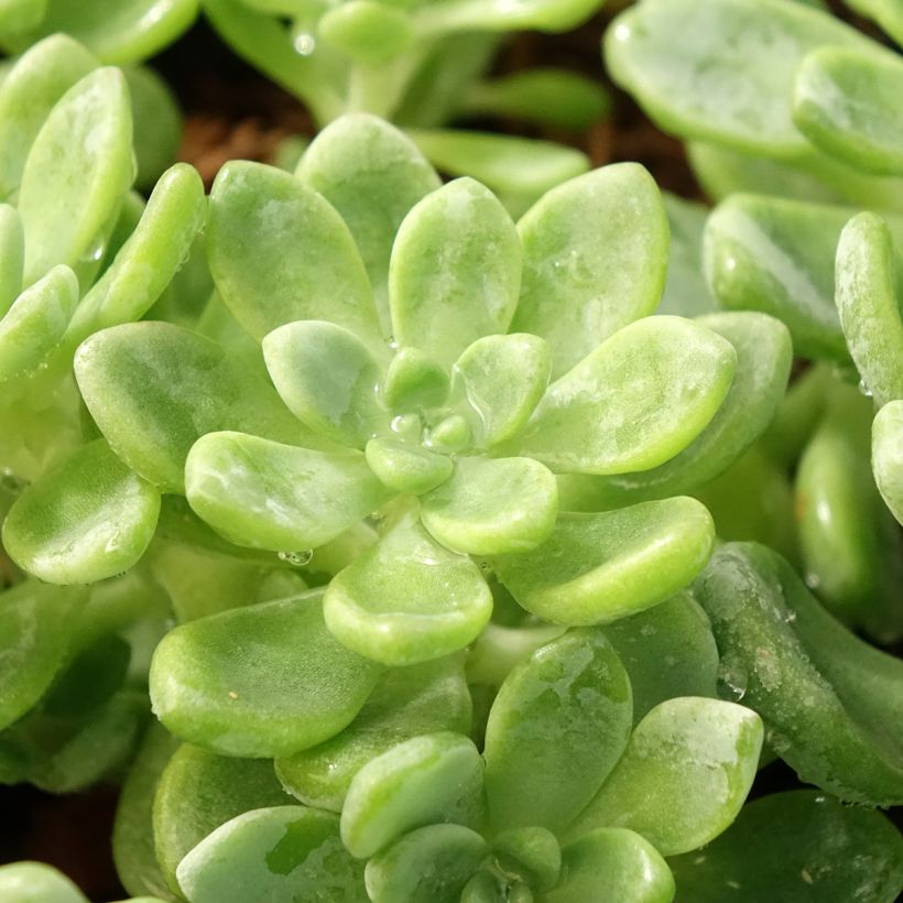 Sedum clavatum (Foliage)