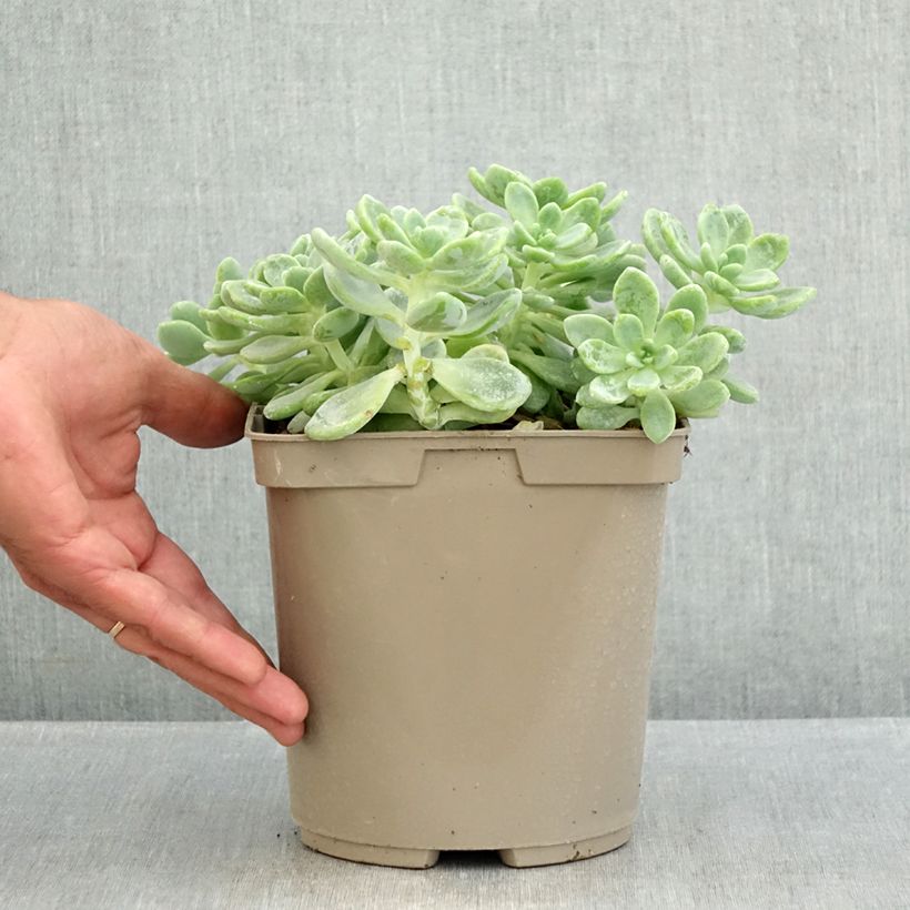 Sedum clavatum  3L/4L pot sample as delivered in summer