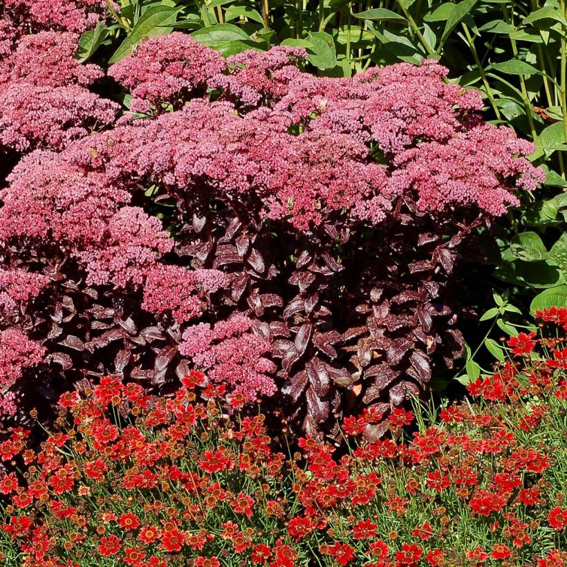 Sedum telephium Dark Magic - Autumn Stonecrop (Plant habit)