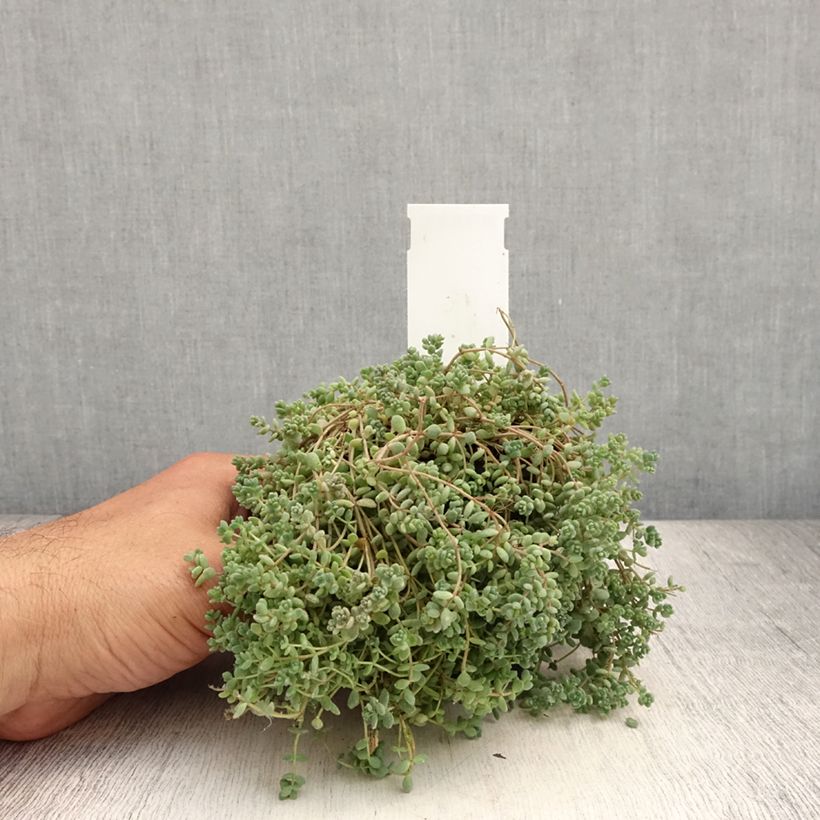 Sedum dasyphyllum - Stonecrop 8/9 cm pot sample as delivered in summer