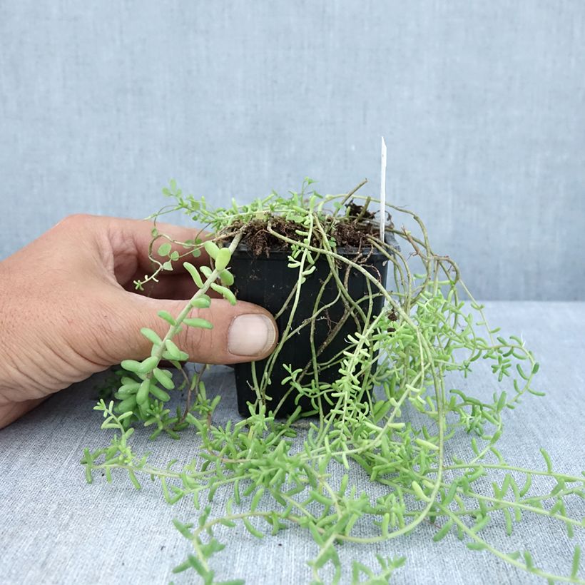 Sedum divergens  8/9 cm pot sample as delivered in summer