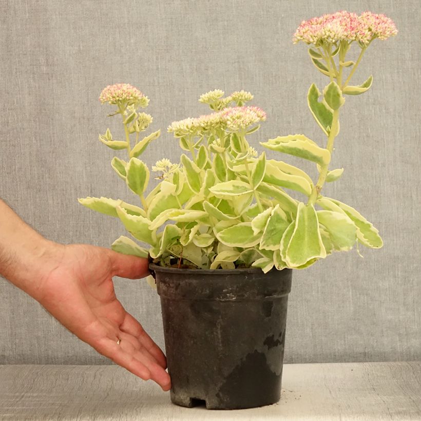 Sedum spectabile Frosted Fire - Autumn Stonecrop 2L/3L pot sample as delivered in summer
