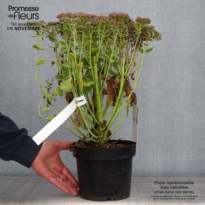 Sedum Herbstfreude - Autumn Stonecrop 3L/4L pot sample as delivered in autumn