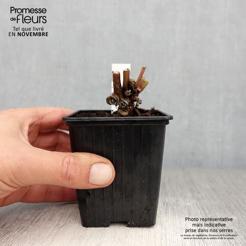 Sedum telephium Thunderhead - Autumn Stonecrop 8/9 cm pot sample as delivered in autumn