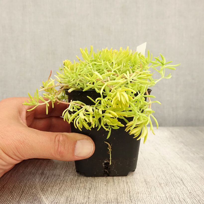 Sedum Lemon Ball - Stonecrop 8/9 cm pot sample as delivered in summer