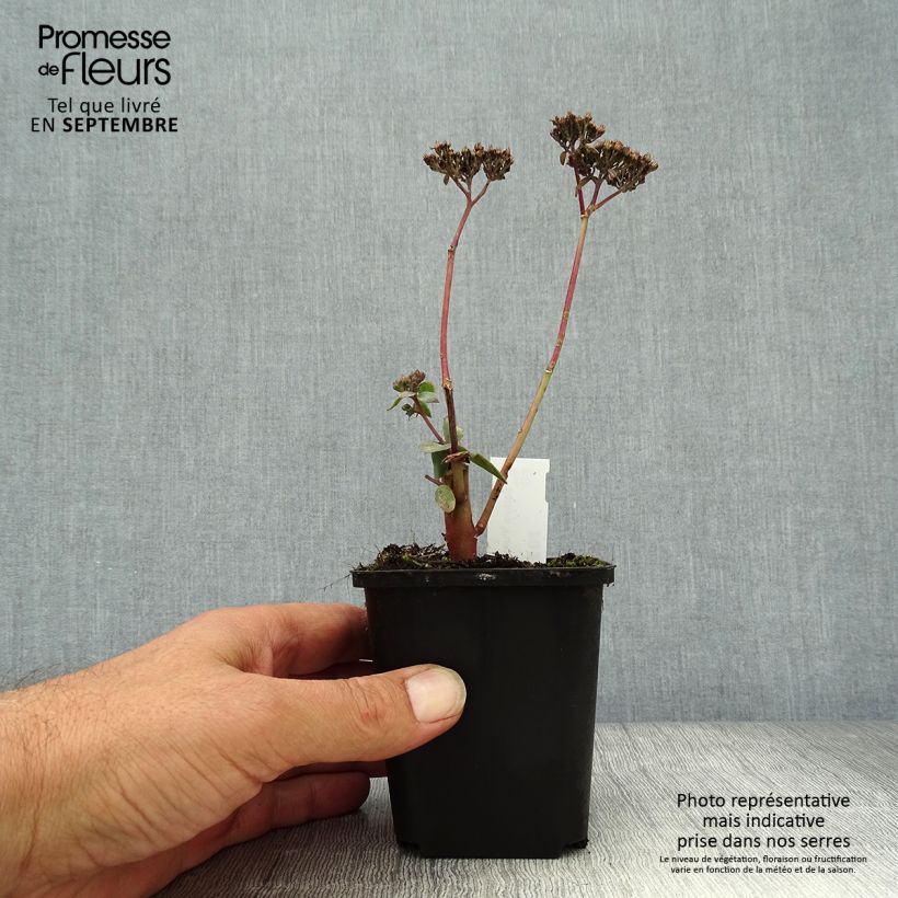 Sedum spectabile Purple Emperor - Autumn Stonecrop 8/9 cm pot sample as delivered in autumn