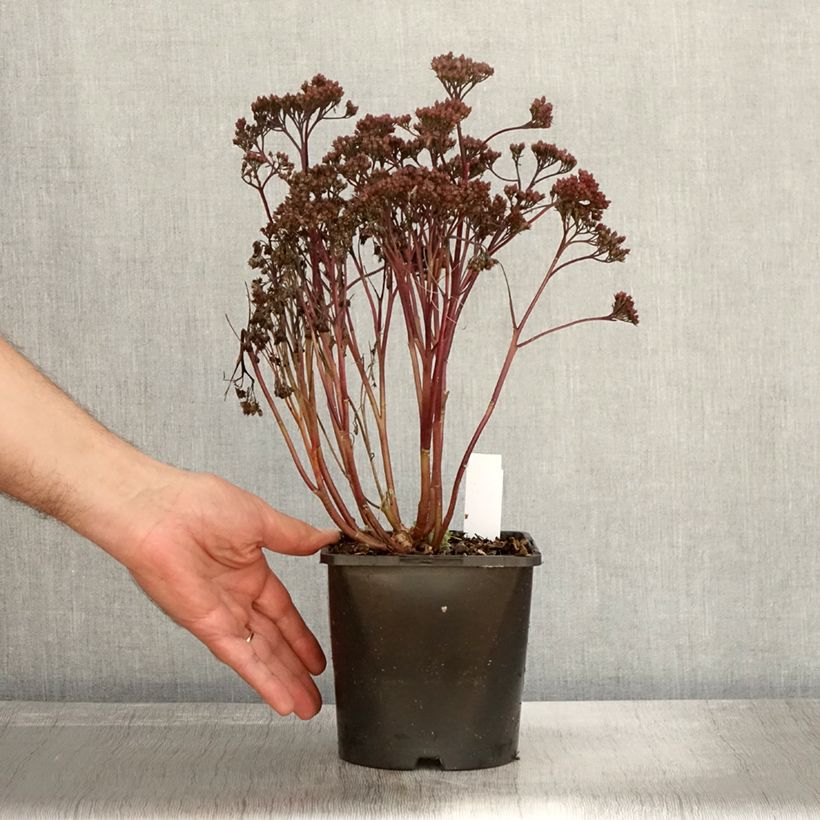 Sedum spectabile Purple Emperor - Autumn Stonecrop 1.5L/2L pot sample as delivered in autumn