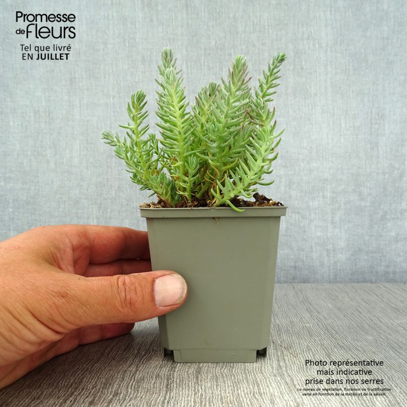 Sedum reflexum - Stonecrop 8/9 cm pot sample as delivered in summer
