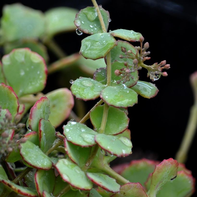 Sedum sieboldii - Stonecrop (Foliage)