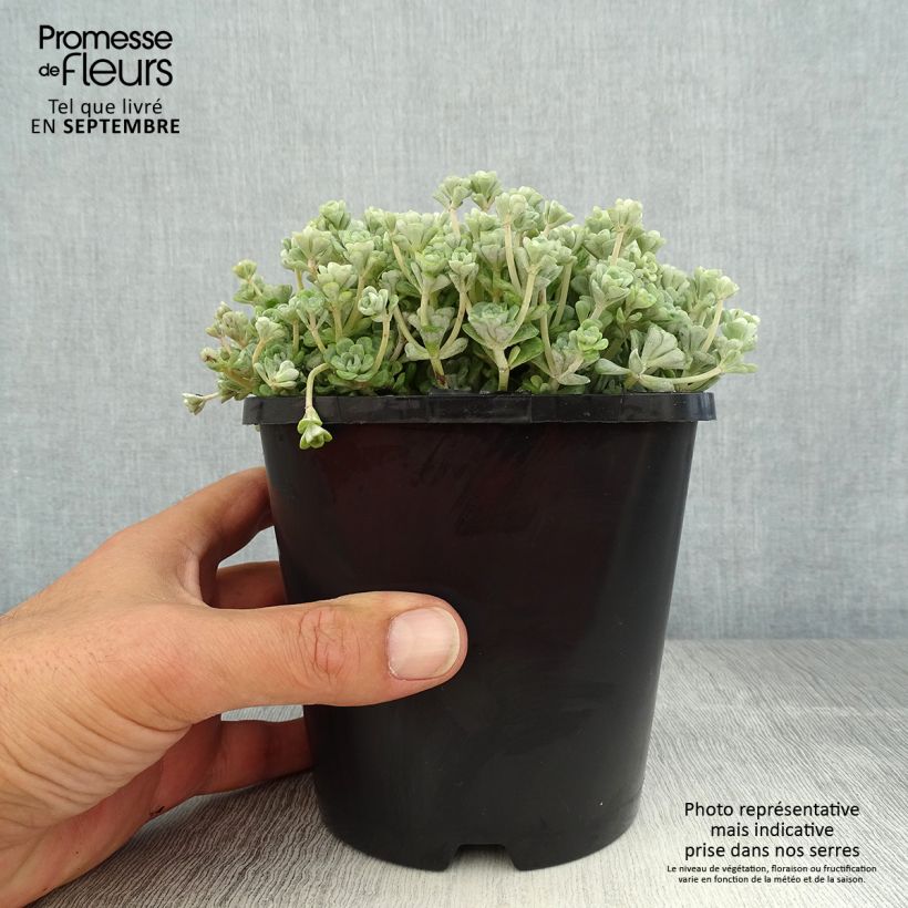 Sedum spathulifolium Cape Blanco - Stonecrop 1.5L/2L pot sample as delivered in summer