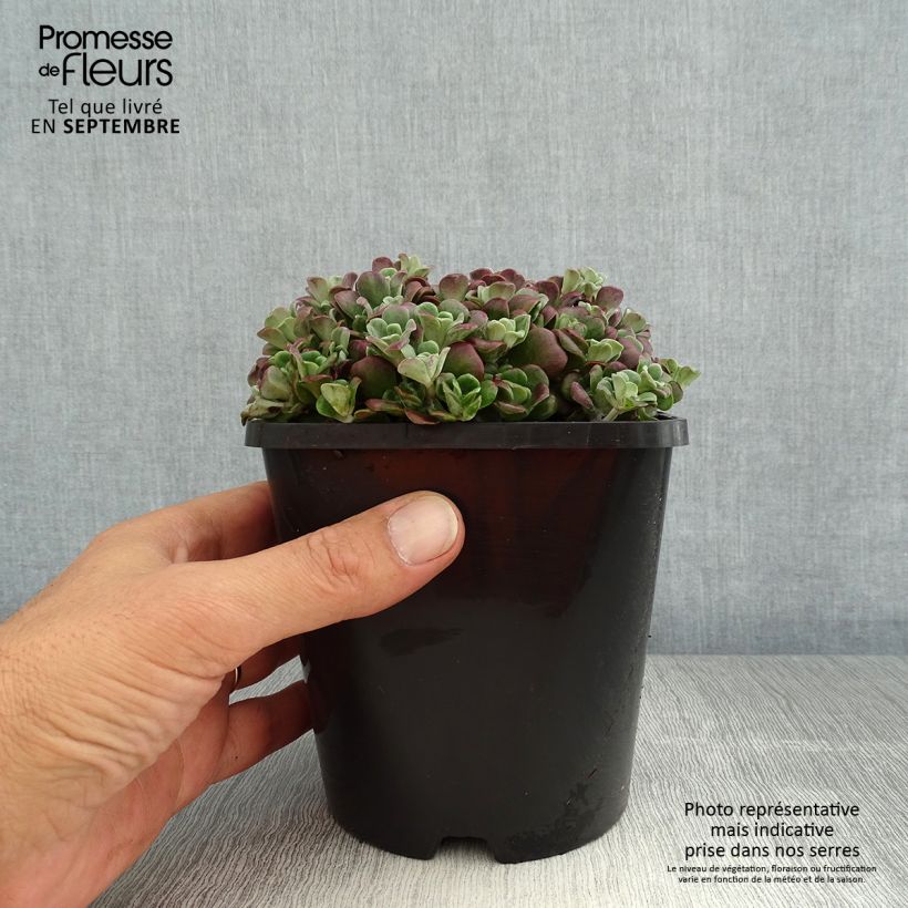 Sedum spathulifolium Purpureum - Stonecrop 2L/3L pot sample as delivered in summer