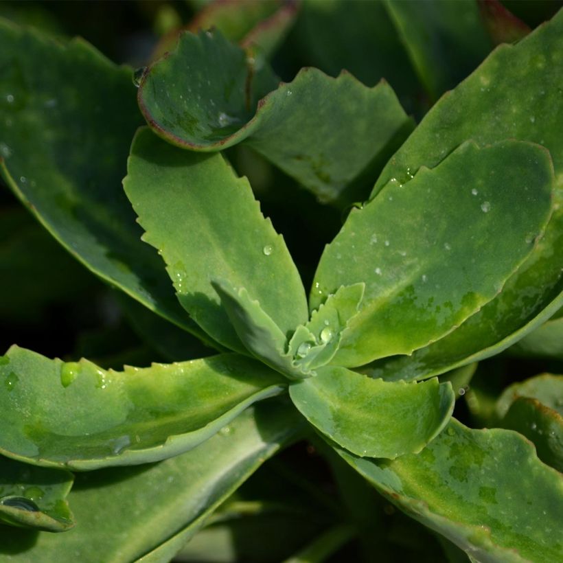 Sedum spectabile Septemberglut - Autumn Stonecrop (Foliage)