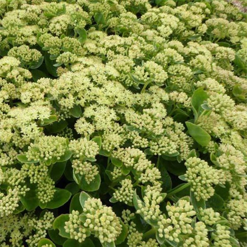 Sedum Sunkissed - Autumn Stonecrop (Flowering)