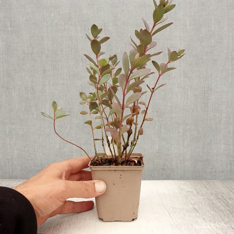 Sedum SunSparkler Plum Dazzled - Stonecrop 8/9 cm pot sample as delivered in summer
