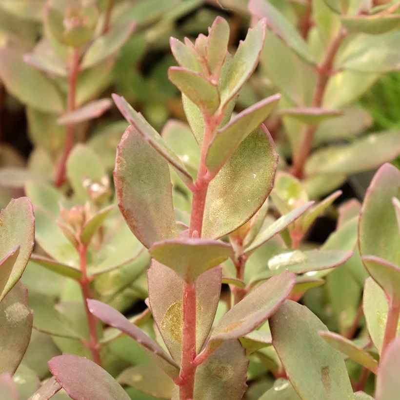 Sedum SunSparkler Plum Dazzled - Stonecrop (Foliage)