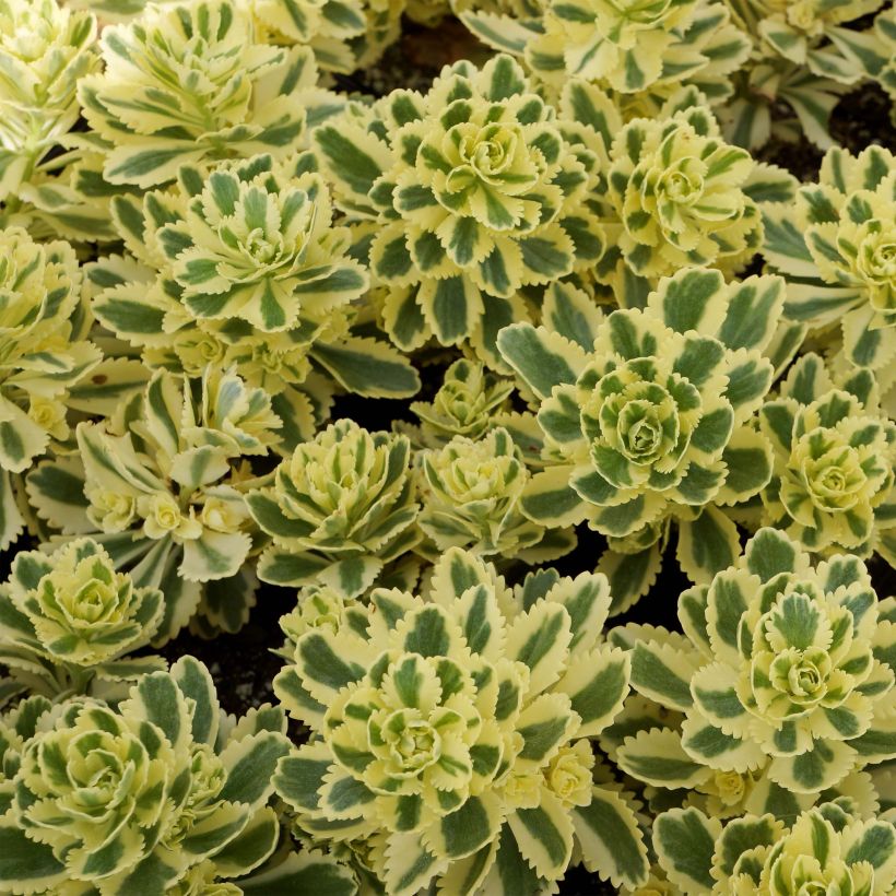 Sedum takesimense Atlantis - Stonecrop (Foliage)