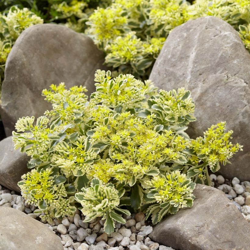 Sedum takesimense Atlantis - Stonecrop (Plant habit)