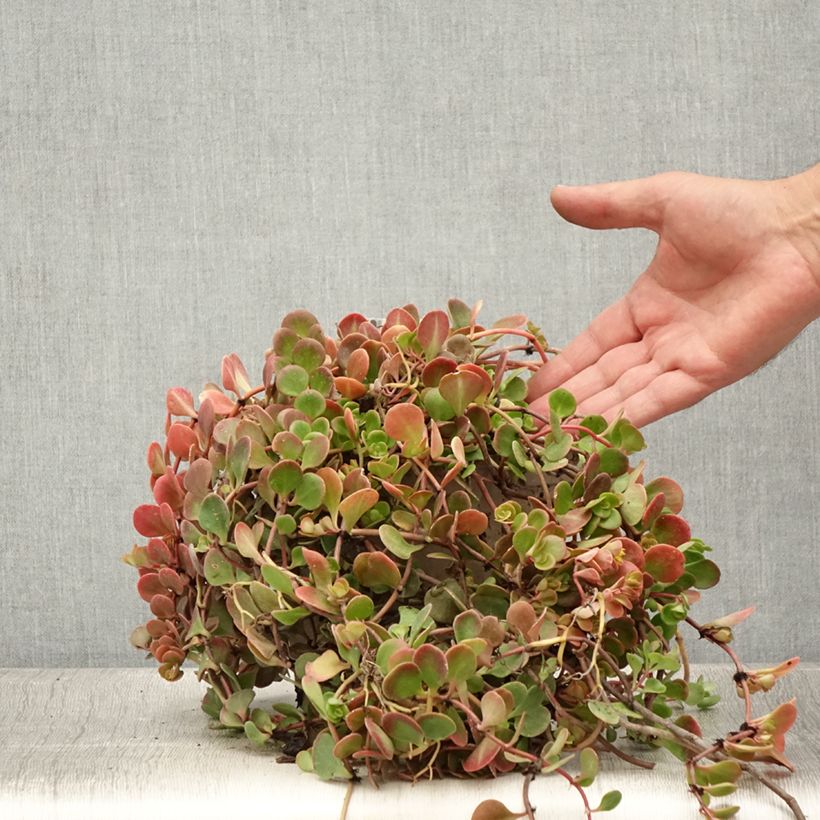Sedum tetractinum Coral Reef - Stonecrop 2L/3L pot sample as delivered in summer