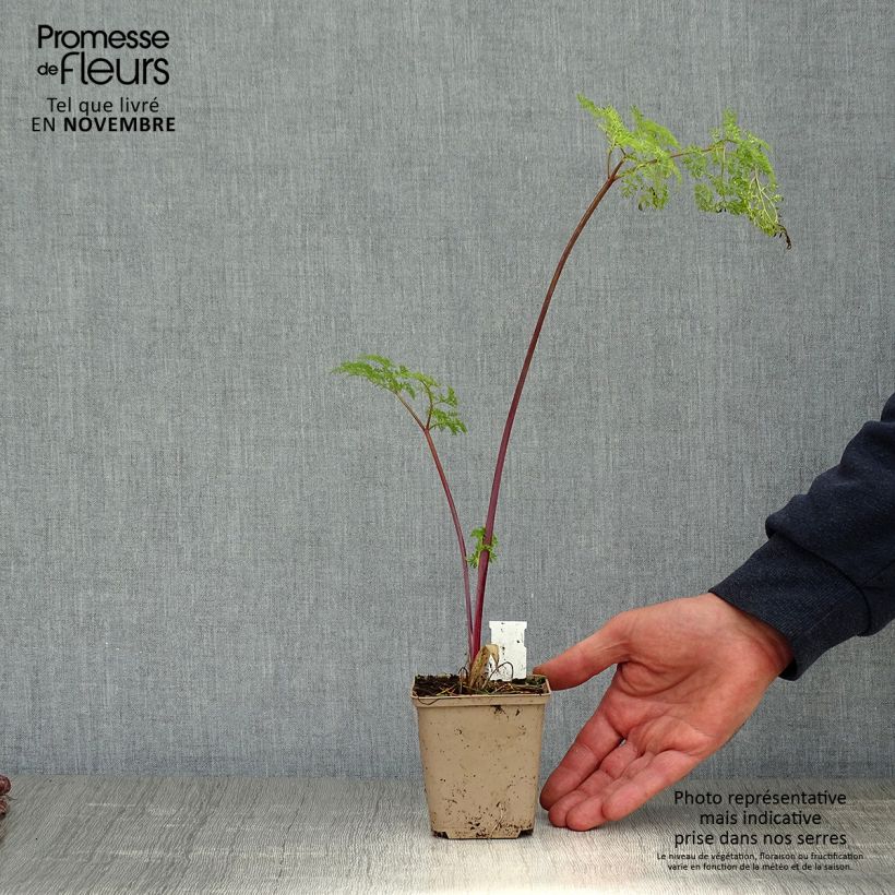 Selinum wallichianum 8/9 cm pot sample as delivered in autumn