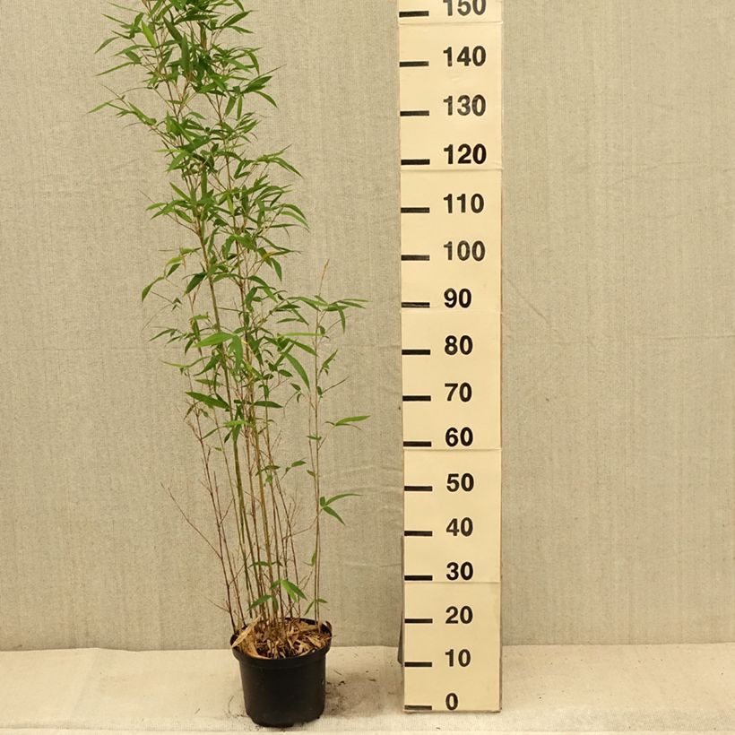 Semiarundinaria makinoi   4L/5L pot sample as delivered in summer