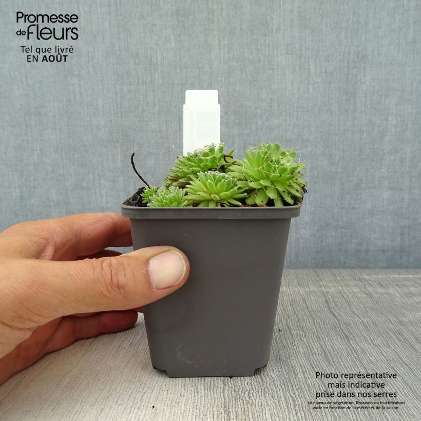 Sempervivum arachnoideum Rubrum 8/9 cm pot sample as delivered in summer