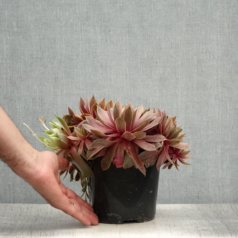 Sempervivum Ruby Star 3L/4L pot sample as delivered in summer