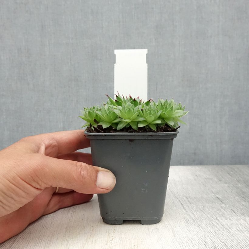 Sempervivum calcareum 8/9 cm pot sample as delivered in summer