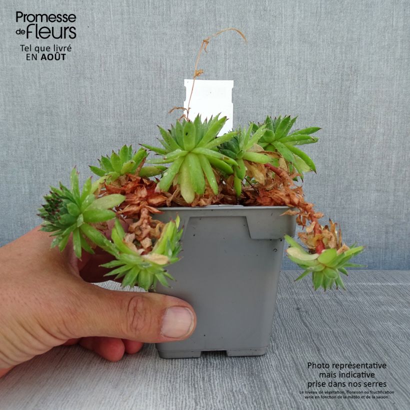 Sempervivum Chick Charms Appletini 10cm/11cm pot sample as delivered in summer