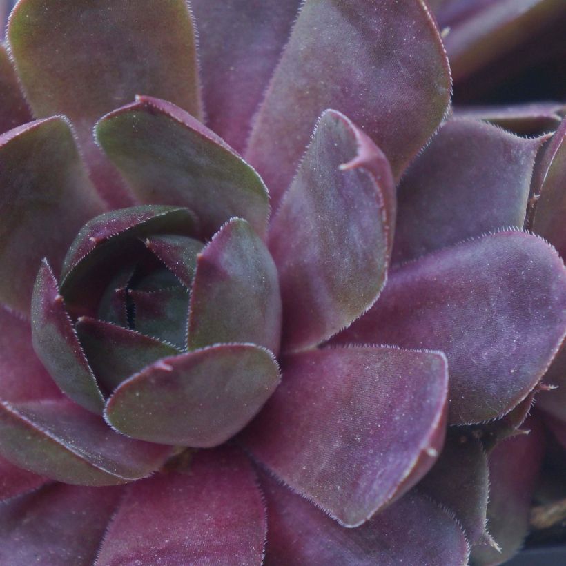 Sempervivum Chick Charms Plum Parfait (Foliage)