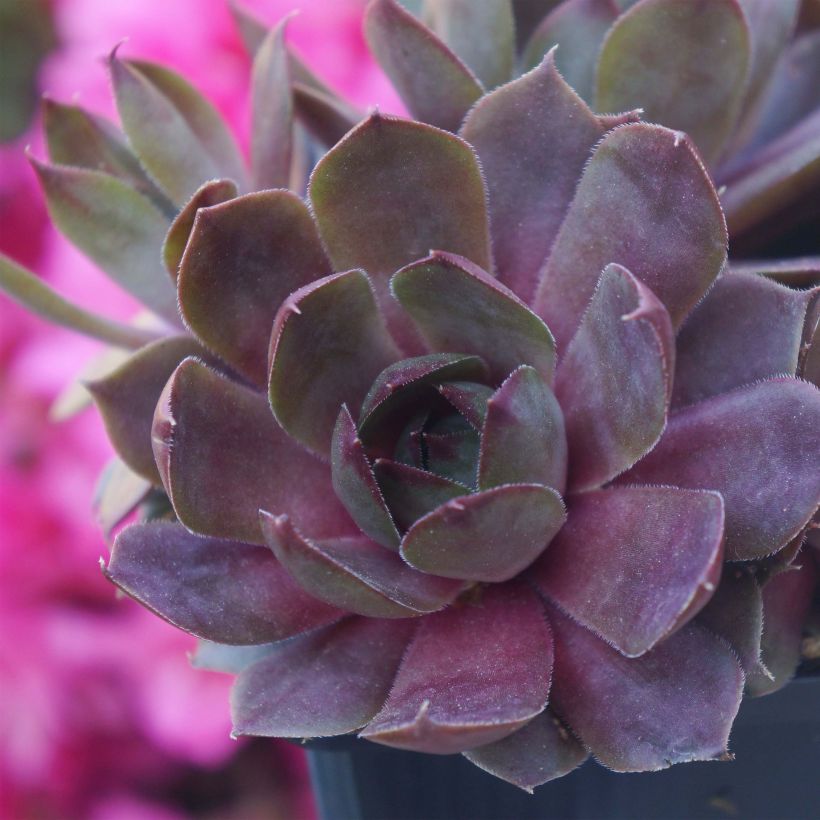 Sempervivum Chick Charms Plum Parfait (Plant habit)