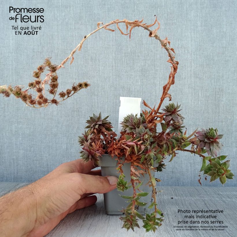 Sempervivum Chick Charms Plum Parfait 10cm/11cm pot sample as delivered in summer