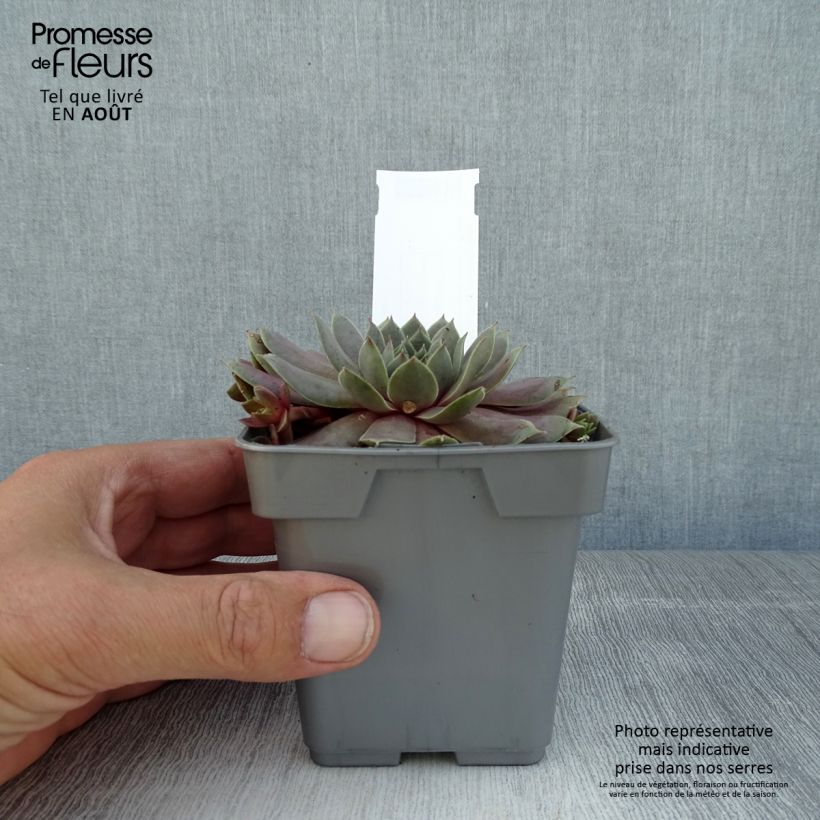 Sempervivum Chick Charms Berry Blues 10cm/11cm pot sample as delivered in summer
