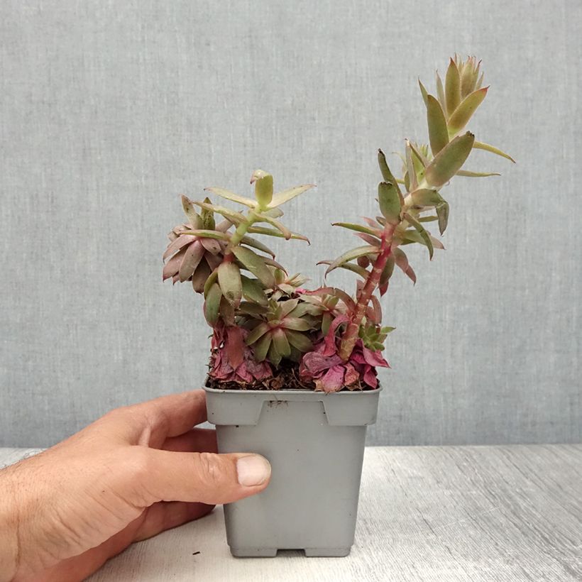 Sempervivum Chick Charms Bing Cherry 10cm/11cm pot sample as delivered in summer