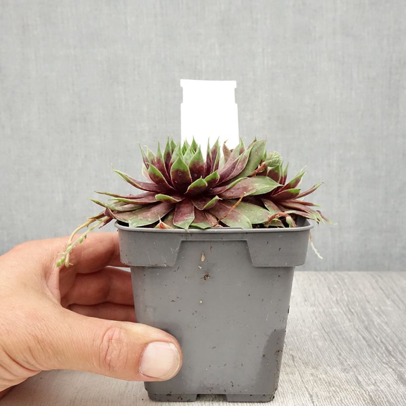 Sempervivum Chick Charms Cranberry Cocktail 10cm/11cm pot sample as delivered in summer