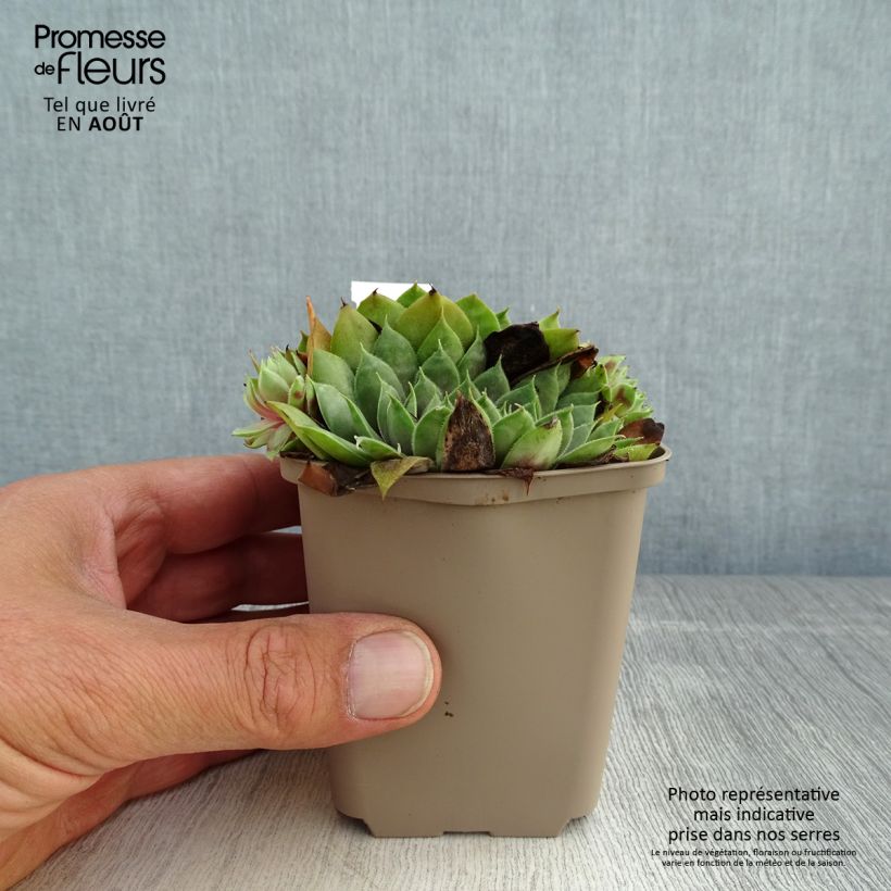 Sempervivum Commander Hay 8/9 cm pot sample as delivered in summer