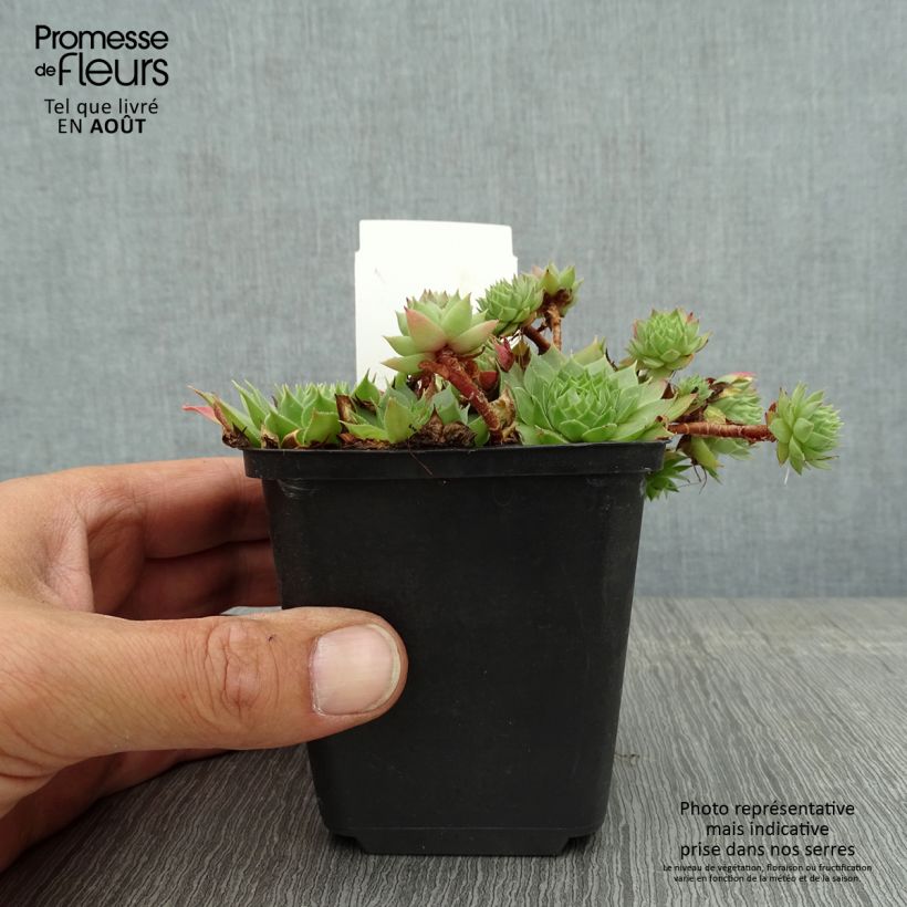 Sempervivum Gay Jester 8/9 cm pot sample as delivered in summer