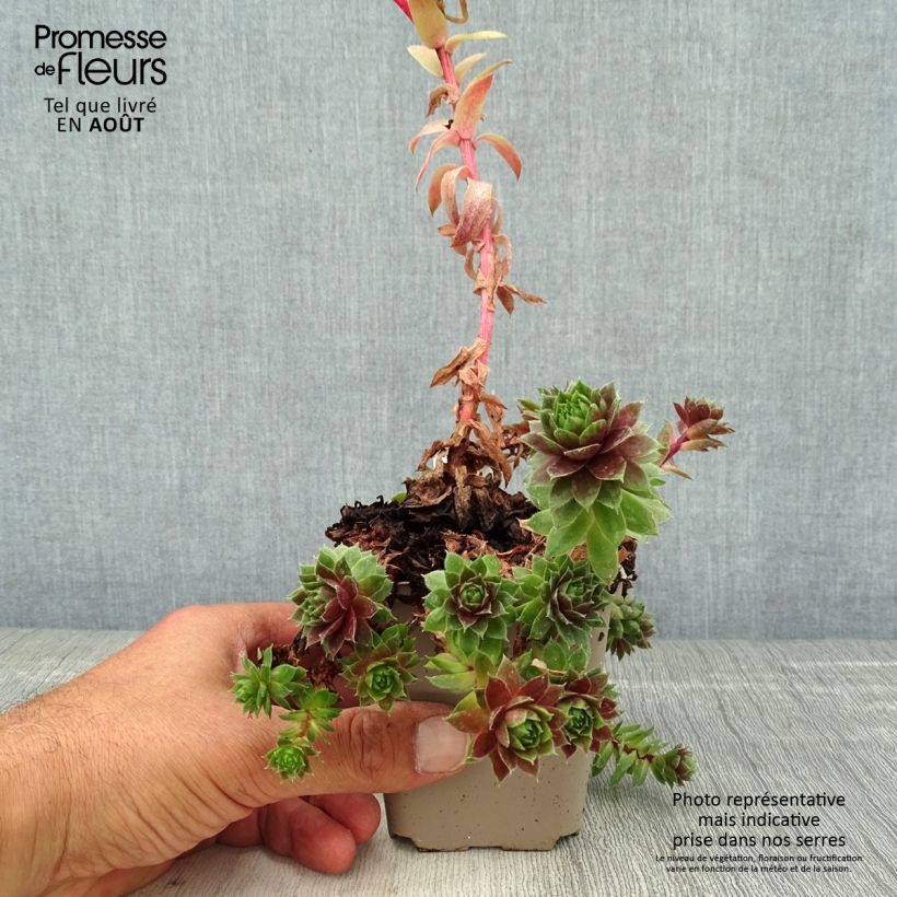 Sempervivum Granat 8/9 cm pot sample as delivered in summer