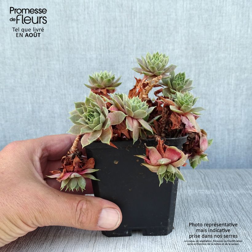 Sempervivum Othello 8/9 cm pot sample as delivered in summer