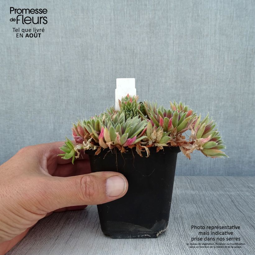 Sempervivum marmoreum Pilatus 8/9 cm pot sample as delivered in summer