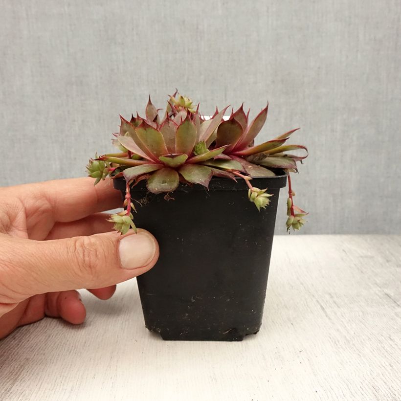 Sempervivum Rauher Kulm 8/9 cm pot sample as delivered in summer