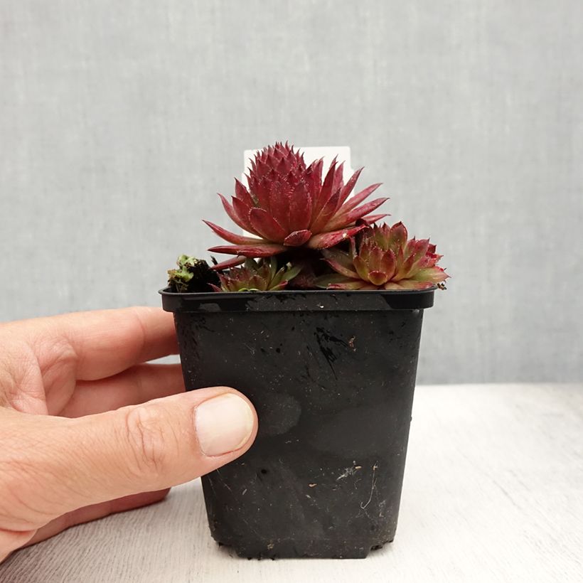 Sempervivum arachnoideum Santis 8/9 cm pot sample as delivered in summer